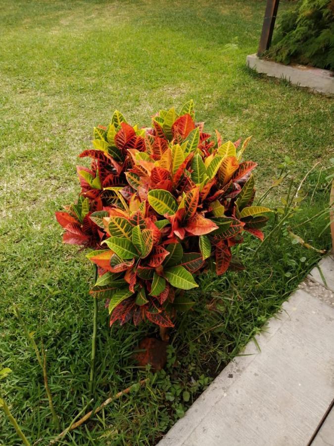 Hotel Quinta Del Descanso Cuautla  Экстерьер фото